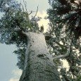 Model sets 3500 year old tree on fire so she can see ‘what kind of drugs’ she was taking ShareA young model allegedly set a fire that caused one of the world’s oldest cypress trees to burn and collapse because she needed light in the darkness to see what...