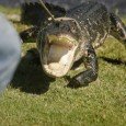 Man bitten & dragged by alligator while playing golf ShareTake care if you’re playing at the Lake Ashton Golf and Country Club — that 15th hole is a killer. A Florida man is recovering at home today after a...