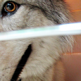 Judge Sentences Dog To Jail Share Even a bad dog gets a second chance. A Louisiana judge spared the life of a wolf hybrid named Chief this week, sentencing him to a life behind bars...