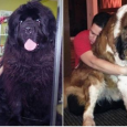 Meet The Giant Dogs Who Tower Over Their Owners Share Who’s the master in this relationship then? With some standing nearly 6ft tall, you might think its the pets who are taking the lead in these incredible pictures. Not...